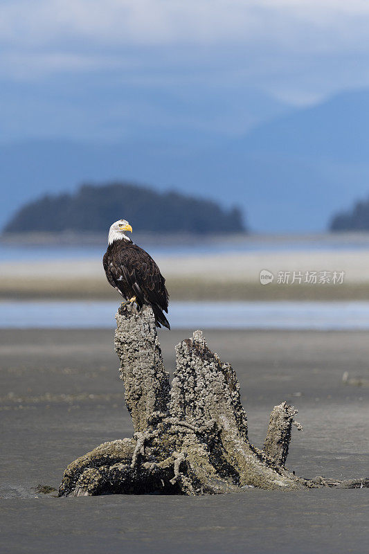 白头haliaeetus leucocephalus，阿拉斯加的秃鹰。美国的国鸟。